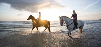 Horse Safari