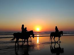 Horse Safari